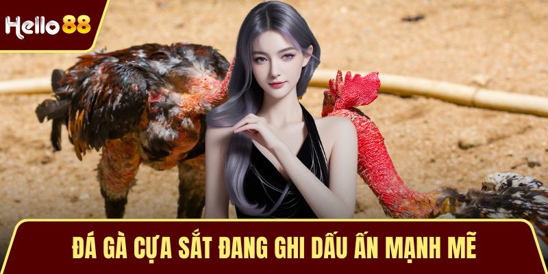 Đá Gà Cựa Sắt – Nghệ Thuật Đỉnh Cao Của Chiến Kê Bất Bại Đá gà cựa sắt đang ghi dấu ấn mạnh mẽ