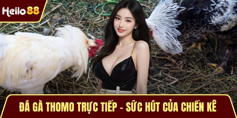 Đá Gà Thomo Trực Tiếp - Sức Hút Của Chiến Kê Từ Campuchia Đá Gà Thomo Trực Tiếp - Sức Hút Của Chiến Kê Từ Campuchia