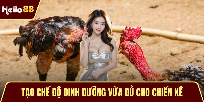 Gà Chiến Thắng Lớn - Bí Mật Chinh Phục Đấu Trường Thomo Tạo chế độ dinh dưỡng vừa đủ cho chiến kê