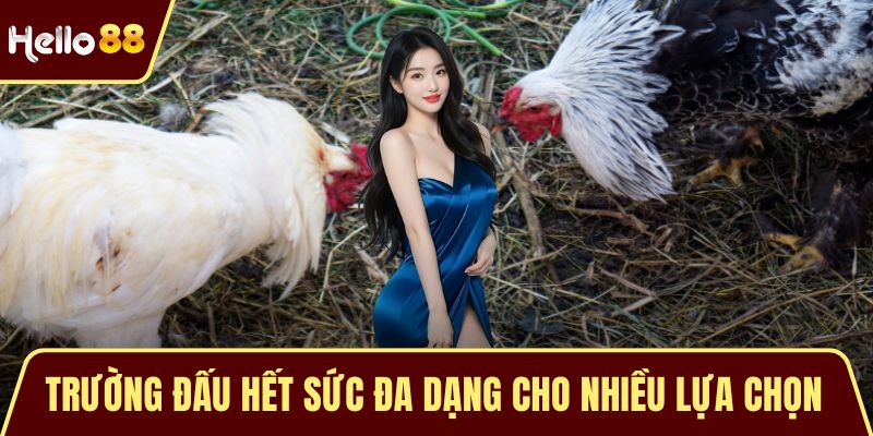 Trải Nghiệm Xem Đá Gà HELLO88 – Đỉnh Cao Của Cảm Xúc Trường đấu hết sức đa dạng cho nhiều lựa chọn