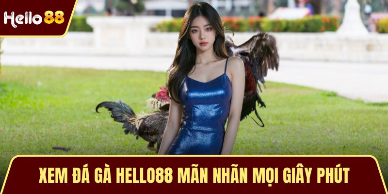 Trải Nghiệm Xem Đá Gà HELLO88 – Đỉnh Cao Của Cảm Xúc Xem đá gà HELLO88 mãn nhãn mọi giây phút