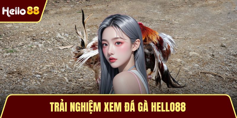 Trải Nghiệm Xem Đá Gà HELLO88 – Đỉnh Cao Của Cảm Xúc Trải Nghiệm Xem Đá Gà HELLO88 – Đỉnh Cao Của Cảm Xúc